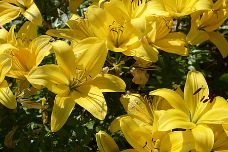 close-up photo of yellow petaled flowers thumbnail