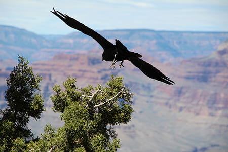 black eagle flying over green leaves tree thumbnail