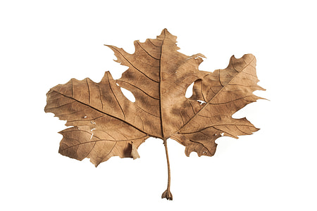 dried maple leaf with white background thumbnail