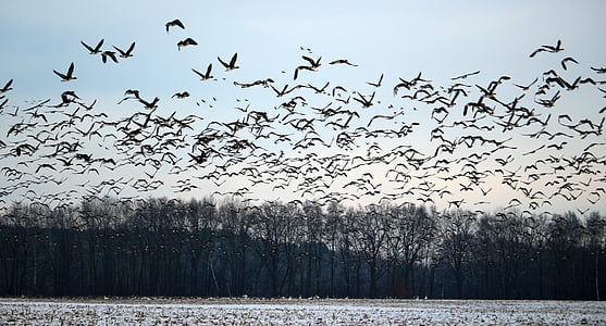 group of birds flying over forest thumbnail