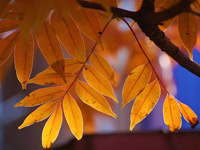 brown leaves thumbnail