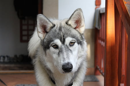 closeup photography of white and grey Siberian husky thumbnail