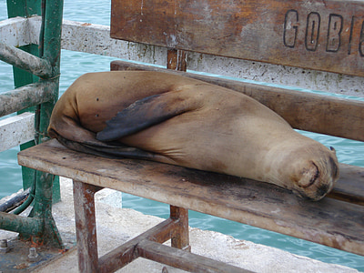 sea lion sleep on bench thumbnail