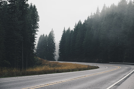 photo of green pine trees thumbnail