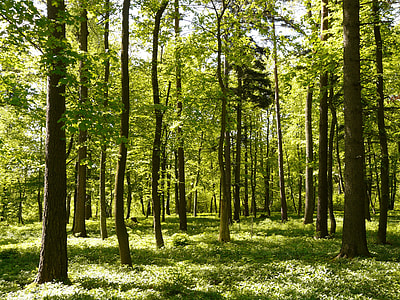 green forest photo thumbnail