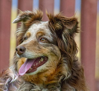 close-up photography of red merle Australian shepherd thumbnail