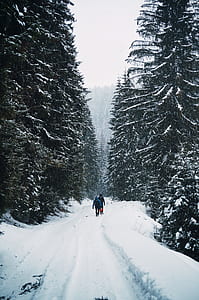 two person walking on the snow in the middle of pine trees thumbnail