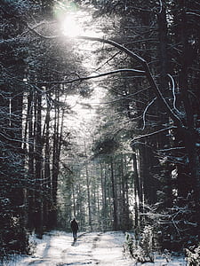 person walking in the middle of forest thumbnail