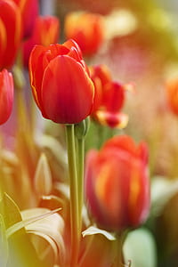 nature, red, flowers, garden thumbnail