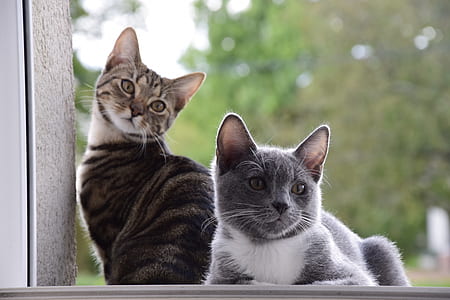 two gray and black cats beside white wall thumbnail