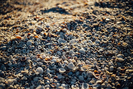 white sea shells on soil thumbnail