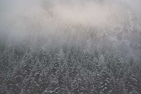 landscape photography of green trees thumbnail
