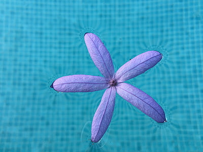 purple 5-petaled flower on pool thumbnail