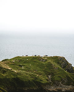 herd of cows at the greenfield behind body of water thumbnail