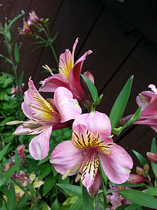 Lily Of The Incas, Peruvian Lily thumbnail