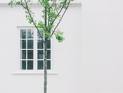 green leafed tree beside white house wall thumbnail