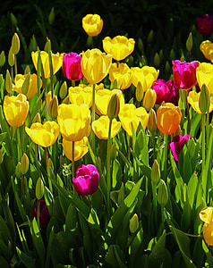 yellow and pink tulips thumbnail