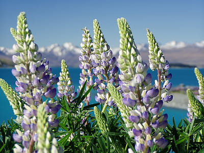 lavender flower thumbnail