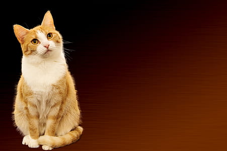 orange tabby kitten in close-up photography thumbnail