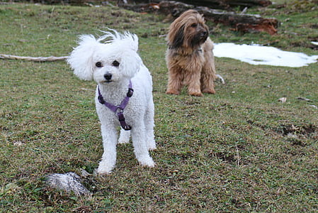 white Maltese puppy on green grass field thumbnail