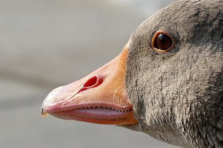 gray animal closeup photo thumbnail