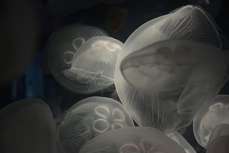 grayscle photo of jelly fish thumbnail