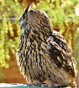 brown owl thumbnail