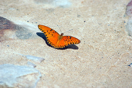 gulf fritillary butterfly thumbnail