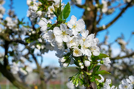 close-up photo of white tree blossoms at daytime thumbnail