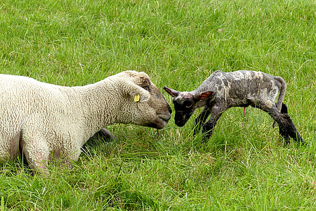 two white sheep and kid on green grass at daytime thumbnail
