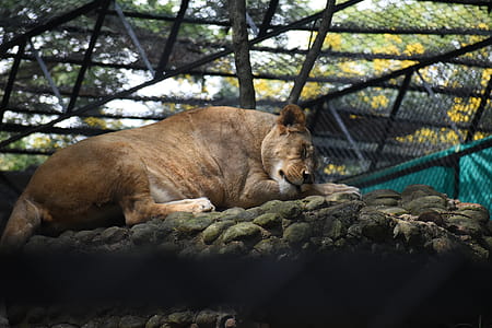 Photo of Lioness Lying Down thumbnail