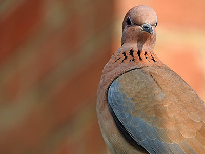 grey and brown pigeon thumbnail
