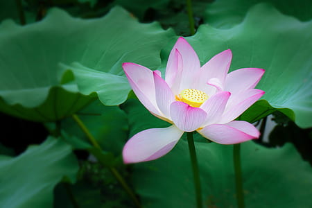 pink lotus flower in bloom at daytime thumbnail