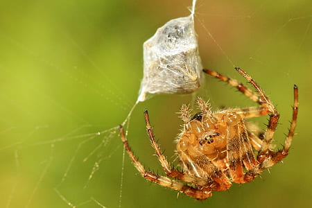 brown spider webbing insect thumbnail