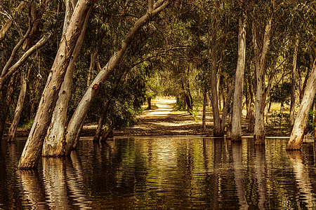 brown trees on the water thumbnail
