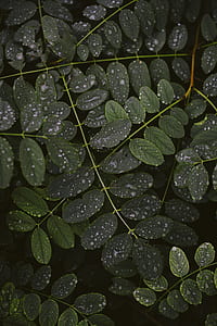 green leaf plants covered in droplets of water thumbnail
