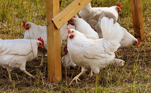 flock of white chicken on green grass during daytime thumbnail