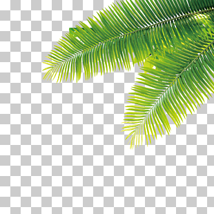 Tropics Plant Computer file, Tropical plant PNG clipart