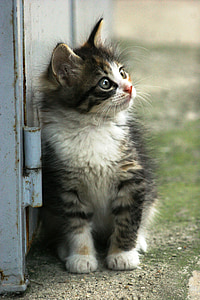 calico tabby kitten looking at the right while leaning at metal door thumbnail