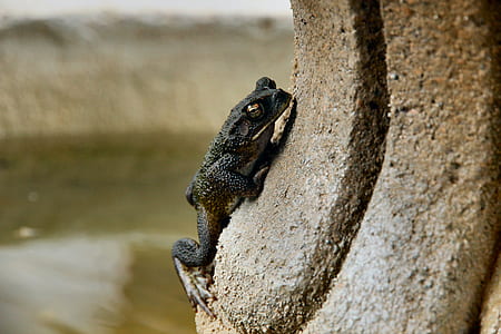 black frog on gray surface thumbnail
