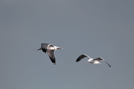 two seagulls thumbnail