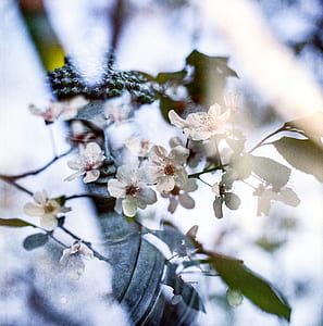 white petaled flowers thumbnail