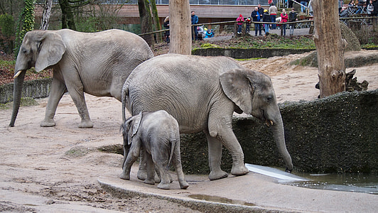 gray elephants thumbnail