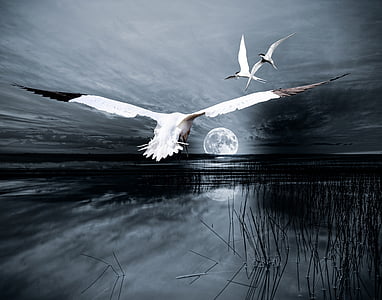 three white birds flying over the water thumbnail