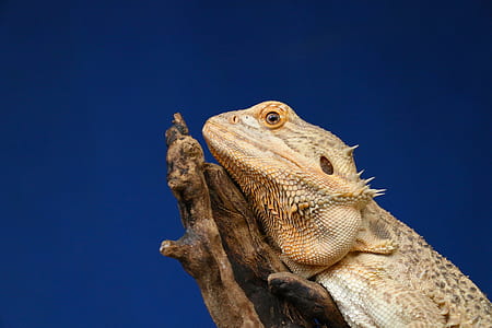 close-up photo of brown bearded dragon thumbnail