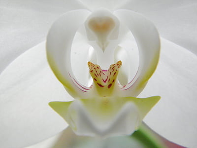 macro photography of white moth orchid thumbnail
