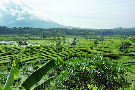 rice field near trees at daytime thumbnail