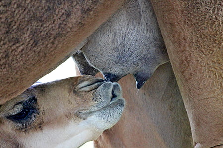 young animal feeding on her mother's mammary glands thumbnail