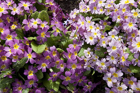 white and purple flower garden thumbnail