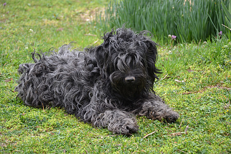 Puli, Native Hungarian Breed Of Dog thumbnail